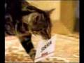 Post Cat