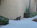 Funny cat climbing into house Funny cat climbing into house