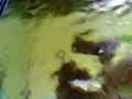 Tetraodon lineatus (Fahaka Puffer) handfeeding Tetraodon lineatus (Fahaka Puffer) handfeeding