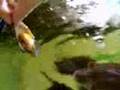 Tetraodon lineatus (Fahaka Puffer) handfeeding