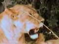Masai Mara compilation Part one