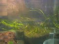 jungle perch 3