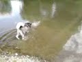 Alaskan Malamute and water Alaskan Malamute and water
