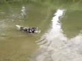 Alaskan Malamute video