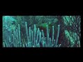 www.BB-films.com: Whale Sharks Diving Trance Honduras Utila