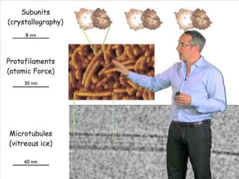 Overview of microtubules – Anthony Hyman (MPI-CBG)
