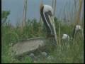 videos de Waterbird Sanctuaries