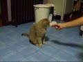 Sixten comiendo catnip