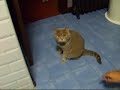 Sixten comiendo catnip