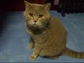 Sixten comiendo catnip