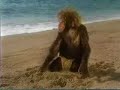 Monkey-Ed Movie: Planet of the Humans