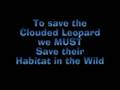 Clouded Leopard Big Cat