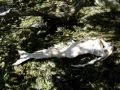 Real Freaky mermaid!! found after tsunami!
