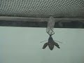 Caterpillar to Butterfly real footage