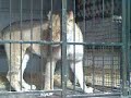 CORATO...LEONI TIGRI PUMA E PANTERA AL CIRCO CORATO...LEONI TIGRI PUMA E PANTERA AL CIRCO