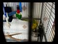 Sun Conure