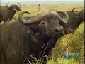 buffalos attack lions