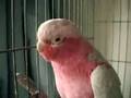 Galah