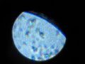 Sperm Sample 400x Sperm Sample 400x