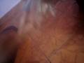 videos de dance barbie, dance