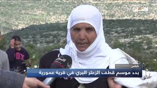 بدء موسم قطف الزعتر البري في قرية عمورية بمحافظة نابلس