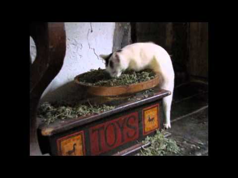 Cats high on catnip freaks out Great Dane