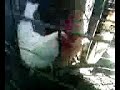 traba de evaristo