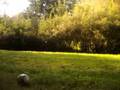 videos de the best