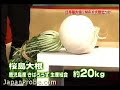 Big Daikon