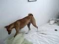Basenji