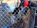 Best Friends Pennsylvania Puppies