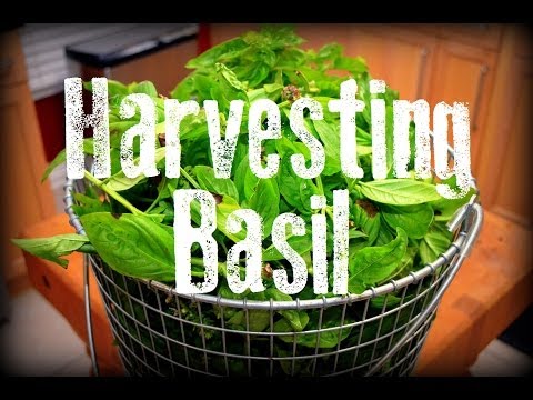 how to harvest thai basil