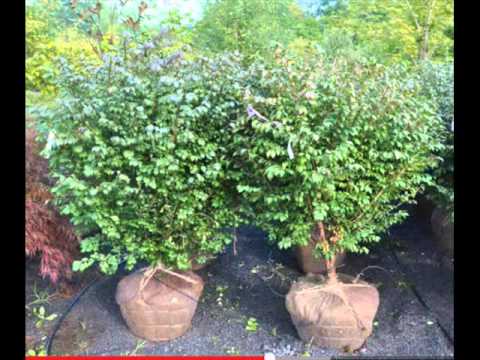 how to replant burning bush