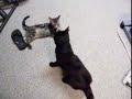 Poot Slap Poop Cat