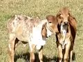 S�tio Bolsanello - Cria��o e Sele��o de Gado Gir PO