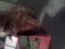 Attack of Bijou