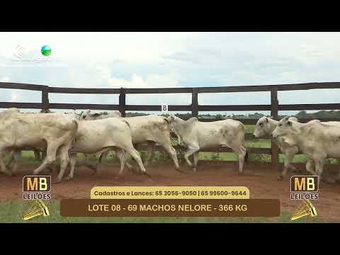 542� LEIL�O VIRTUAL MB LEIL�ES
