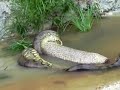 Anaconda enorme no Brasil, mato grosso.flv