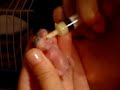How to feed an orphaned hamster // nutrire un criceto orfano