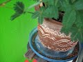 Planta que se mueve