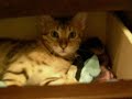 Funny Cat Trick - Bengal Kitten Souter Disappears! Funny Cat Trick - Bengal Kitten Souter Disappears!