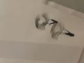 Morning Glory Sumie Painting