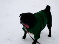Yogi the Pug in the Snow Yogi the Pug in the Snow