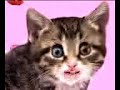 Pickup Lines By Cathy the Cat - Sexy Flirt