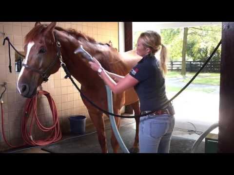 horse