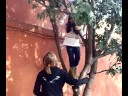 Fete nebune se uraca in copac