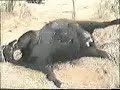 Alien Animal Mutilations