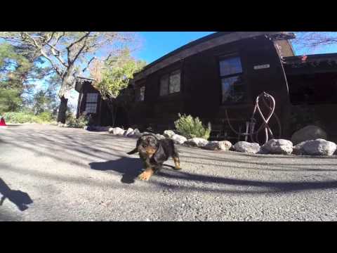 Layla - female Cavalier video