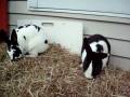 videos de What the Hay?