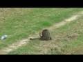 Cats run. Tsuneo Cat Song 3